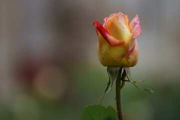 single yellow rose