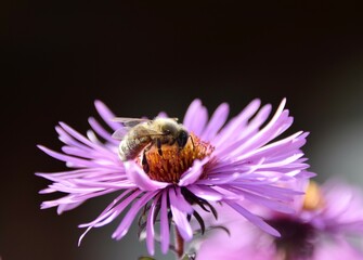 bee on flower