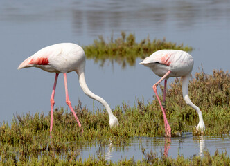 
Aves en las marismas y humedales