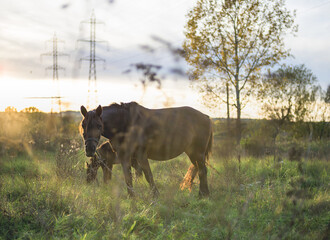 Horses on meadows at sunset. Foal with his mother. Farm horses