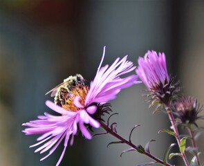 bee on flower