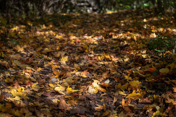 Yellow autumn background from dry fallen leaves