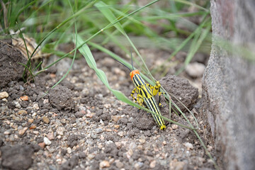 grasshopper on the grass