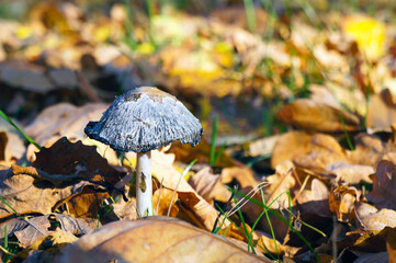 Field Mushroom and Dead Foliage in Autumn. Fall Scene.