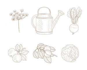 Hand Drawn Vegetables and Agricultural Crop with Beetroot, Cabbage, Peach, Apple, Fennel and Watering Can Vector Set