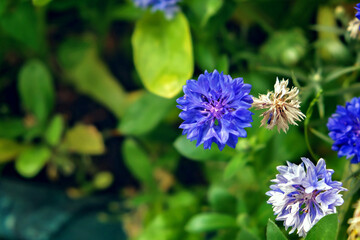 Blue cornflower in the garden. Centaurea blue, blurred background. Natural floral background.