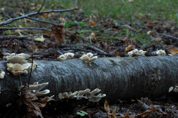 Obraz premium mushrooms in the green forest