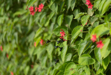 A flock of carpenter bees pollinating red flowers