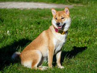 Shiba Inu plays on the dog playground in the park. Cute dog of shiba inu breed walking at nature in summer. walking outside. 
