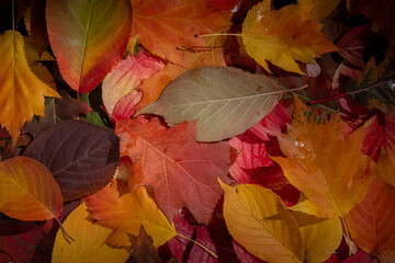 Naklejka na ściany i meble Background of bright colorful autumn leaves, full frame, top view