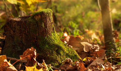 Old rotten stump overgrown with moss