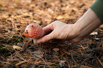 Woman's hand picking fly agaric mushroom in the autumn forest. Autumn background with mushroom Amanita Muscaria, dry leaves and grass, fir cones.