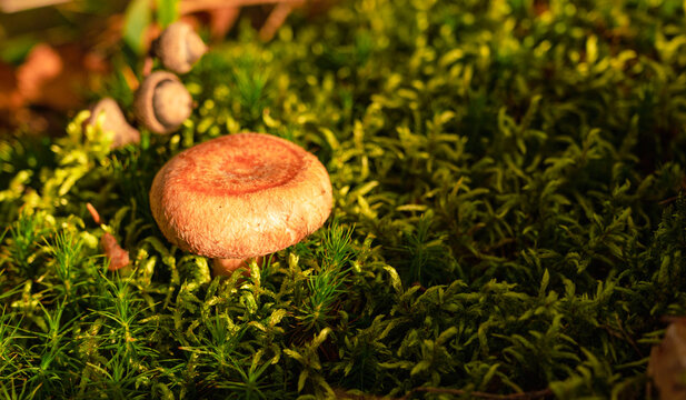 Mushroom camelina in lush green moss