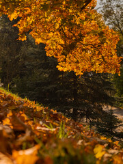 Jesień w Fotografii.