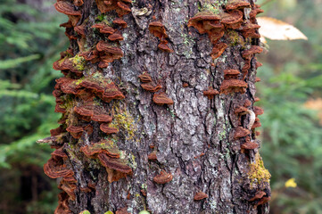 Rusty colored mushrooms covering a tree trunk in the forest. Algonquin Provincial Park, Ontario,...
