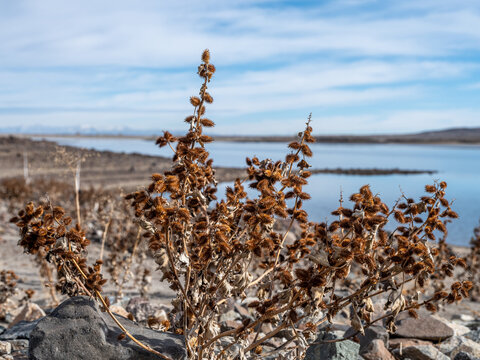 Dried out brown Prickly Cocklebur plant,  Xanthium strumarium, near a lake in the desert.