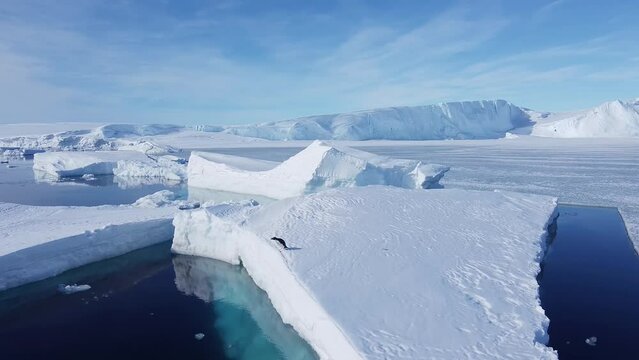 A penguin jumps off an iceberg into the cold ocean. Huge high ice glacier at polar nature environment. Arctic winter landscape at global warming problem. Desert white land of snow and ice drone shot. 
