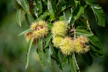 Close up of sweet chestnuts (castanea sativa) on a chestnut tree