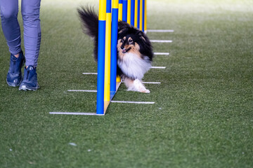 Dog breed faces the hurdle of slalom in dog agility competition. Agility between yellow and azul...