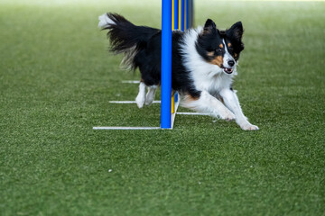 Dog breed faces the hurdle of slalom in dog agility competition. Agility between yellow and azul...