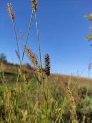 ears of grass in the field 