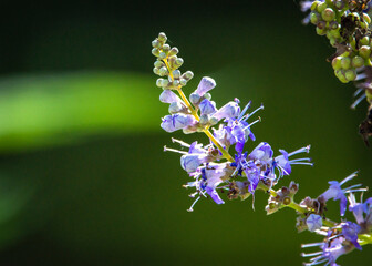 Lilac blooming with a green background!