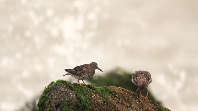 A Purple Sandpiper(Calidris maritima) and a Turnstone (Arenaria interpres) foraging together on a rock