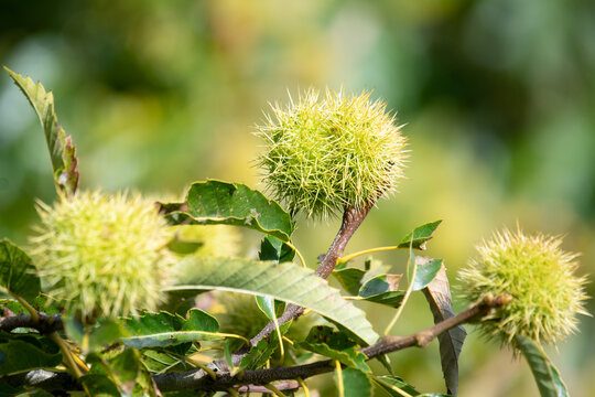 Close up of sweet chestnuts (castanea sativa) on a chestnut tree