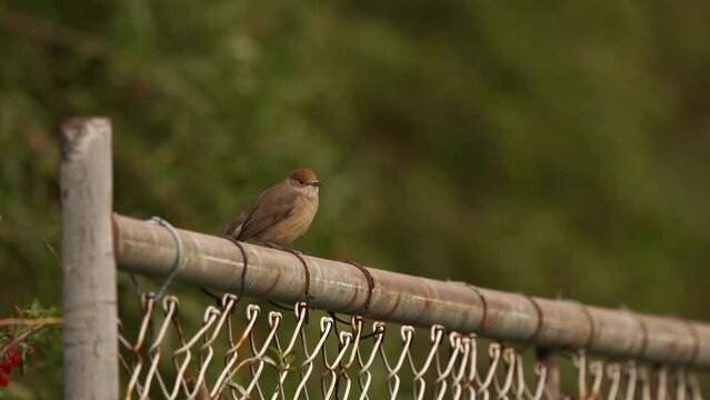 A female Eurasian blackcap (Sylvia atricapilla) sitting on a fench