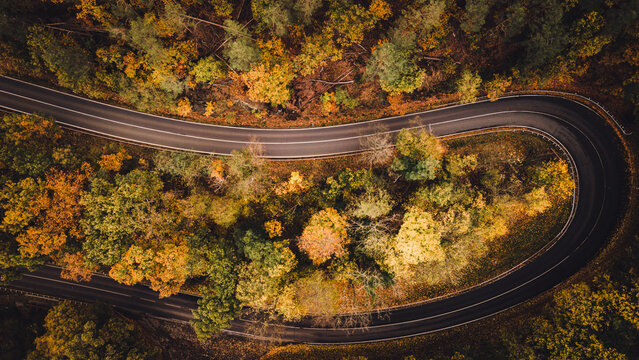 Empty Street in Forest Autumn
