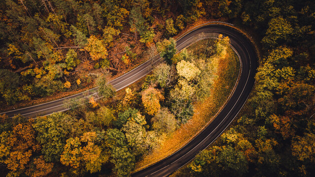 Empty Street in Forest Autumn