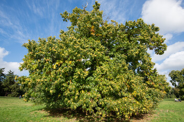 Fototapeta na wymiar Sweet chestnut (castanea sativa) tree laden with chestnuts
