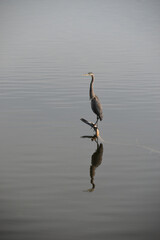 Symposium Victo Et Ses Oies 23 Octobre 2022