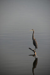 Symposium Victo Et Ses Oies 23 Octobre 2022