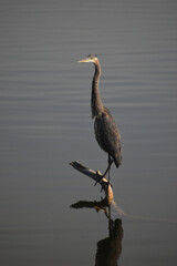 Symposium Victo Et Ses Oies 23 Octobre 2022