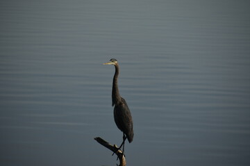 Symposium Victo Et Ses Oies 23 Octobre 2022