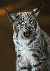 Young Lynx Yawning ( 1st picture of 3)
