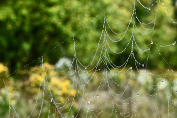 Hanging spider web with water droplets