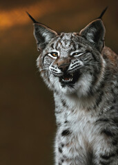 Young Lynx Yawning ( 3rd picture of 3)
