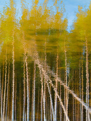 Reflex on water of birches during the day light. Autumn forest. Book cover.
