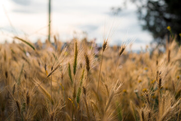 Obraz premium Yellow grass in the field on a Sunny summer day