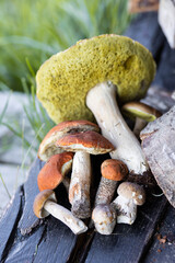 Forest mushroom boletus, cep, porcini, chanterelle collected in a wooden wicker basket. Late summer...