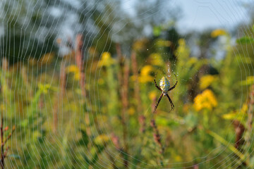 Argiope aurantia orb-weaver spider in the middle of a web with water droplets