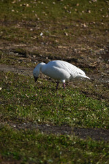 Symposium Victo Et Ses Oies 23 Octobre 2022
