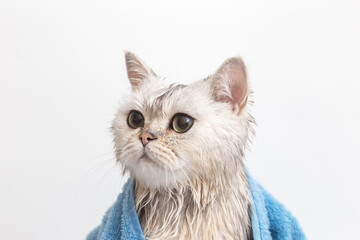 Wet white cat, after bathing, wrapped in a blue towel