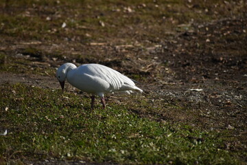 Symposium Victo Et Ses Oies 23 Octobre 2022
