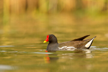 Kokoszka zwyczajna, kokoszka, kokoszka wodna (Gallinula chloropus)