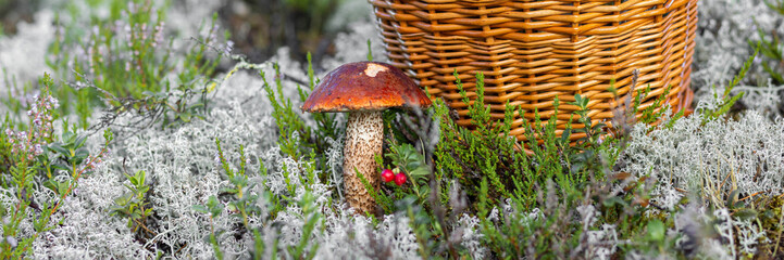 Forest mushroom boletus, cep, porcini, chanterelle collected in a wooden wicker basket. Late summer...