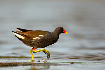 Kokoszka zwyczajna, kokoszka, kokoszka wodna (Gallinula chloropus)