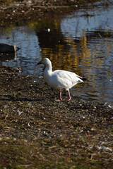 Symposium Victo Et Ses Oies 23 Octobre 2022
